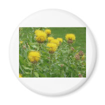 yellow thistle magnets