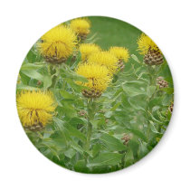 yellow thistle magnets