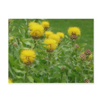 yellow thistle postcards