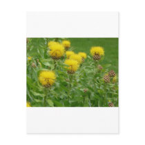 yellow thistle postcards