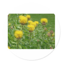 yellow thistle stickers