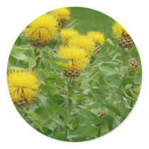 yellow thistle stickers