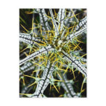 Yellow Thistle Thorns, Natural Postcard