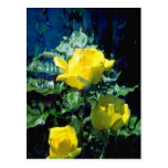 yellow Three yellow roses flowers Postcard