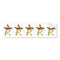 Yellow-throated Laughingthrush Bumper Stickers