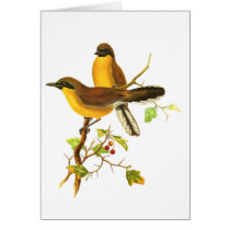 Yellow-throated Laughingthrush Card