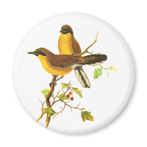 Yellow-throated Laughingthrush Refrigerator Magnet