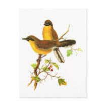 Yellow-throated Laughingthrush Post Card
