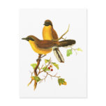 Yellow-throated Laughingthrush Post Card