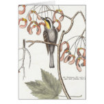 Yellow Throated Warbler / Seligmann - Catesby Greeting Cards