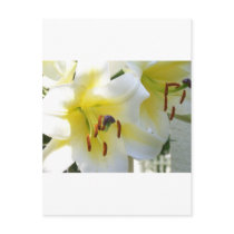 yellow tiger lilly postcards