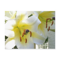 yellow tiger lilly postcards