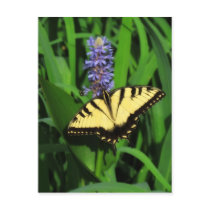 Yellow Tiger Swallowtail Butterfly Postcard