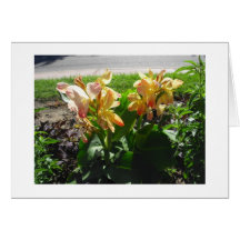 Yellow Tipped w Red Cannas Blank Card