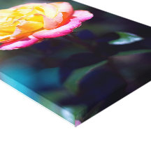 Yellow to Pink Rose Canvas Gallery Wrapped Canvas