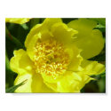 Yellow Tree Peony (Paeonia Lutea) posters by kokobaby Yellow Tree Peony (Paeonia Lutea) posters