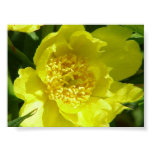 peony, tree peony, paeonia lutea, floral