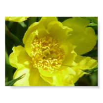Yellow Tree Peony (Paeonia Lutea) posters by kokobaby Yellow Tree Peony (Paeonia Lutea) posters