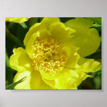 Yellow Tree Peony (Paeonia Lutea) Print