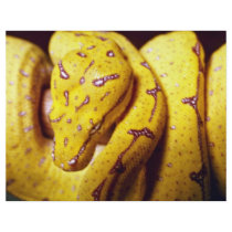 Yellow-tree python, baby flyers