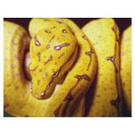 Yellow-tree python, baby flyers