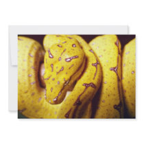 Yellow-tree python, baby invitation