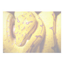 Yellow-tree python, baby invitation