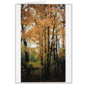 Yellow trees cards by artmidwife Yellow trees cards