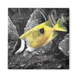 Yellow Tropical Fish Refrigerator Magnets