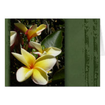 Yellow tropical plumeria flower card
