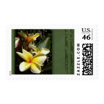 Yellow tropical plumeria flower postage by perfectpostage Yellow tropical plumeria flower postage