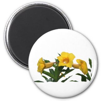 Yellow Trumpet Flowers cutout photo magnet