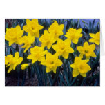yellow Trumpet Narcissi, 'King Alfred' flowers Cards