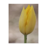 Yellow Tulip (2)
