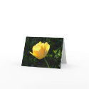 Yellow Tulip cards