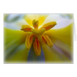 Yellow Tulip cards