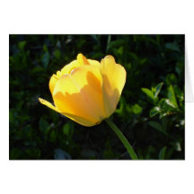 Yellow Tulip Cards
