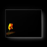 Yellow Tulip Envelope envelopes