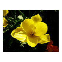 Yellow Tulip Flower Poster Print posters