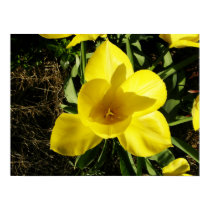 Yellow Tulip Flower Poster Print posters