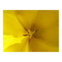 Yellow Tulip Flower Poster Print posters