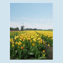Yellow Tulip Flowers Field & Windmill Holland postcards