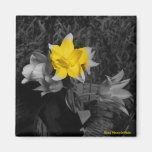 Yellow Tulip Magnet