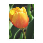 Yellow Tulip Portrait Canvas Print