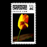 Yellow Tulip Postage Stamp stamps