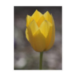 Yellow Tulip