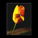 Yellow Tulip Postcard postcards