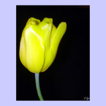 Yellow Tulip posters