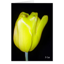 Yellow Tulip, S Cyr Cards