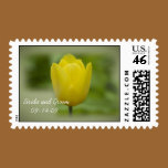 Yellow Tulip Wedding Postage Stamp stamps
